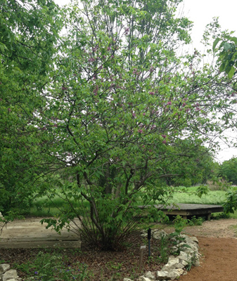Ungnadia speciosa