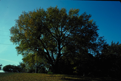 Ulmus americana