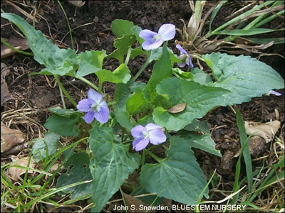 Viola missouriensis