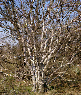 Diospyros texana