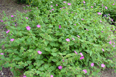 Pavonia lasiopetala