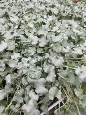 Dichondra argentea