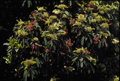 Photinia serrulata