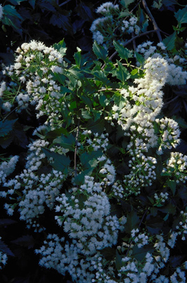 Eupatorium havanense