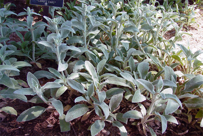 Stachys byzantina