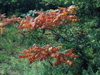 Rhus glabra