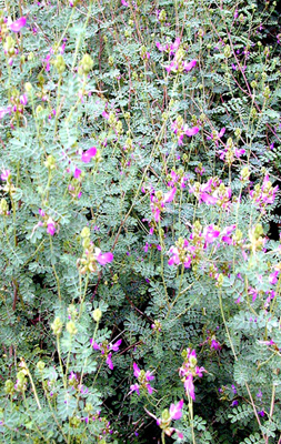 Dalea frutescens