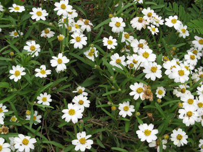 Melampodium leucanthum