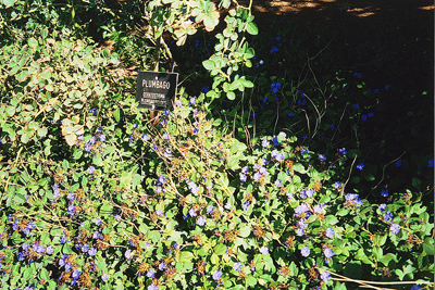 Ceratostigma plumbaginoides