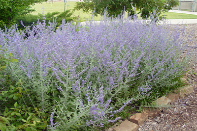 Perovskia atriplicifolia