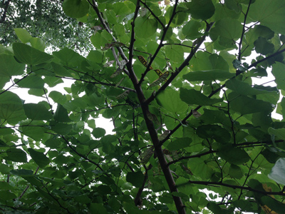 Cercis canadensis var. texensis
