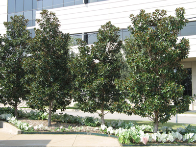 Magnolia grandiflora Little Gem
