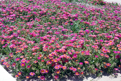 Delosperma cooperi