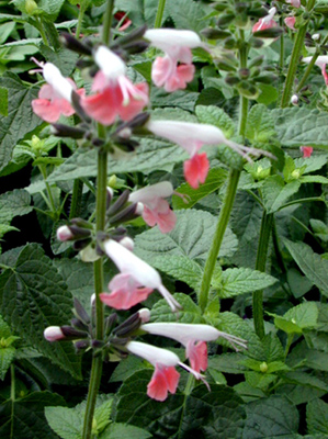 Salvia coccinea