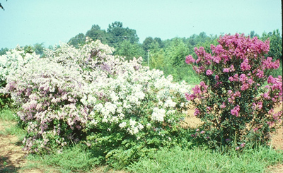Lagerstroemia indica