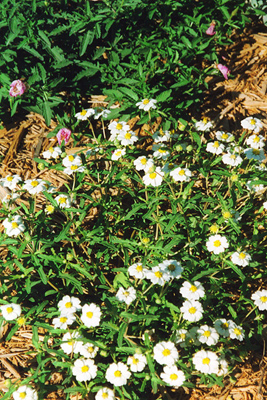 Melampodium leucanthum