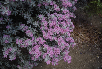 Leucophyllum frutescens