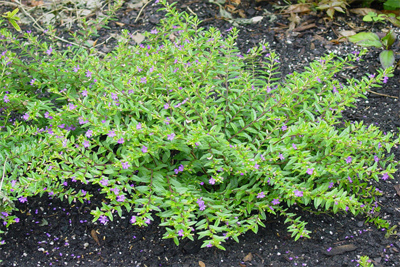 Cuphea hyssopfolia