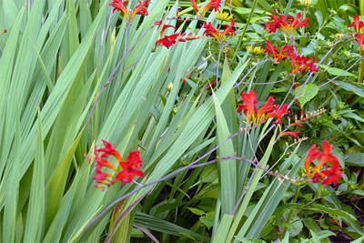 Crocosmia x. crocosmiiflora or Tritonia crocosmiifl