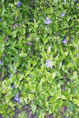 Vinca major