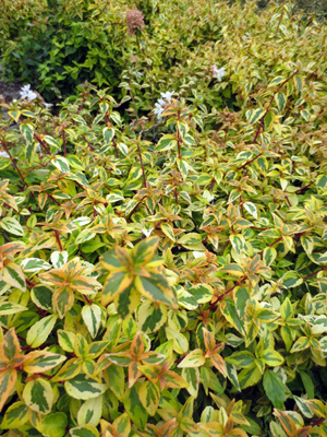 Abelia x. grandiflora Kaleidoscope