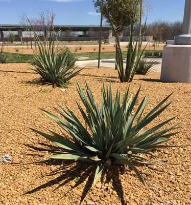 Yucca  rupicola