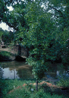 Acer saccharum var. caddo