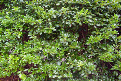 Ilex Nellie R. Stevens
