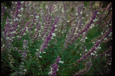 Salvia leucantha