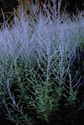 Perovskia atriplicifolia