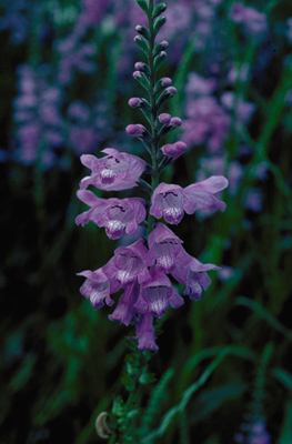 Physostegia virginiana