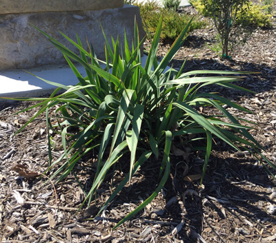Yucca recurvifolia