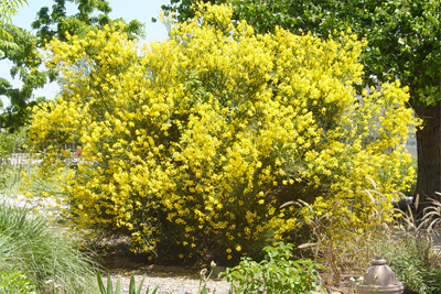 Spartium junceum