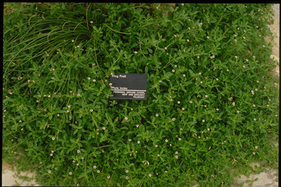 Phyla nodiflora