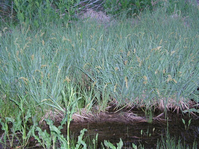 Carex crus-corvi