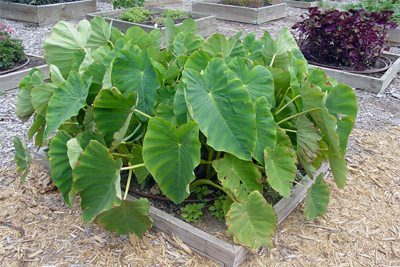 Caladium bicolor