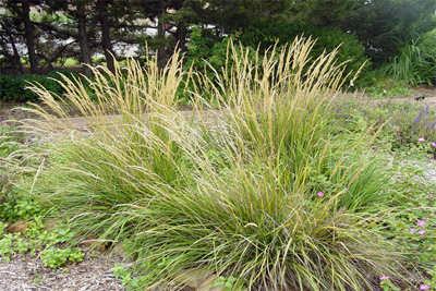 Calamagrostis x. acufiflora Karl Forester