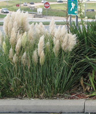 Cortaderia selloana pumila