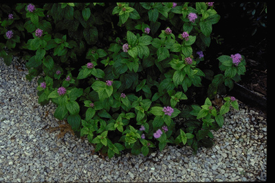 Conoclinium coelestinum
