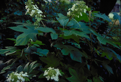 Hydrangea quercifolia