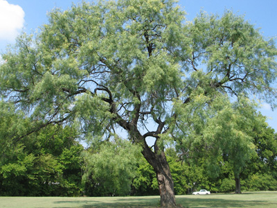 Mesquite Tree