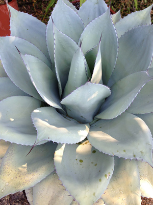 Agave ovatifolia
