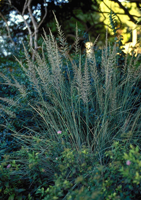 Muhlenbergia lindheimeri