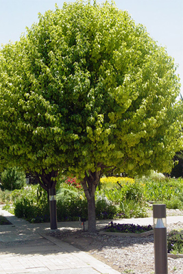 Pyrus calleryana