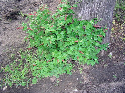 Rivina humilis