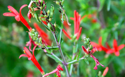 Anisacanthus quadrifidus v. wrightii
