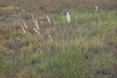 Bothriochloa laguroides