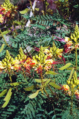 Caesalpinia pulcherrima