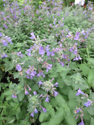 Nepeta x faassenii Walkers Low