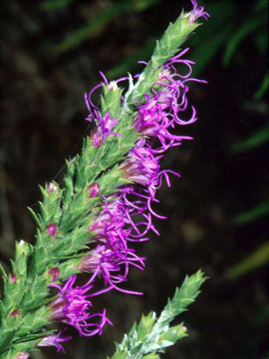 Liatris spp.